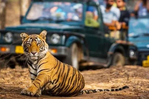 Safari at Jim Corbett National Park