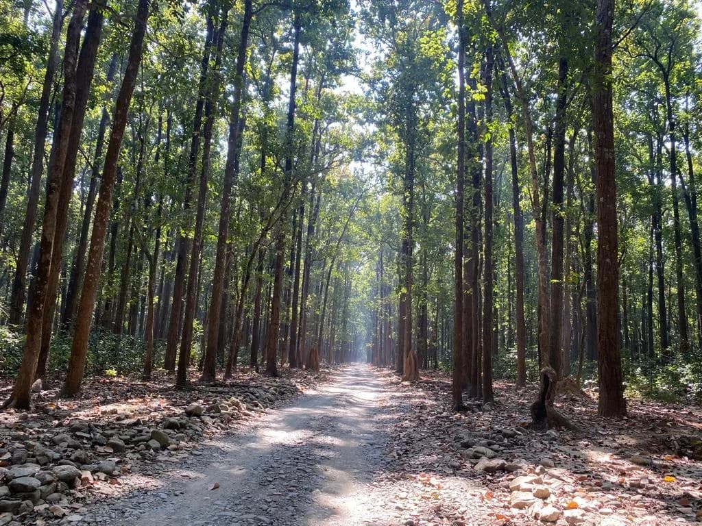 Scenic Safari Road Through Dense Sal Forest and Jungle of Jim Corbett