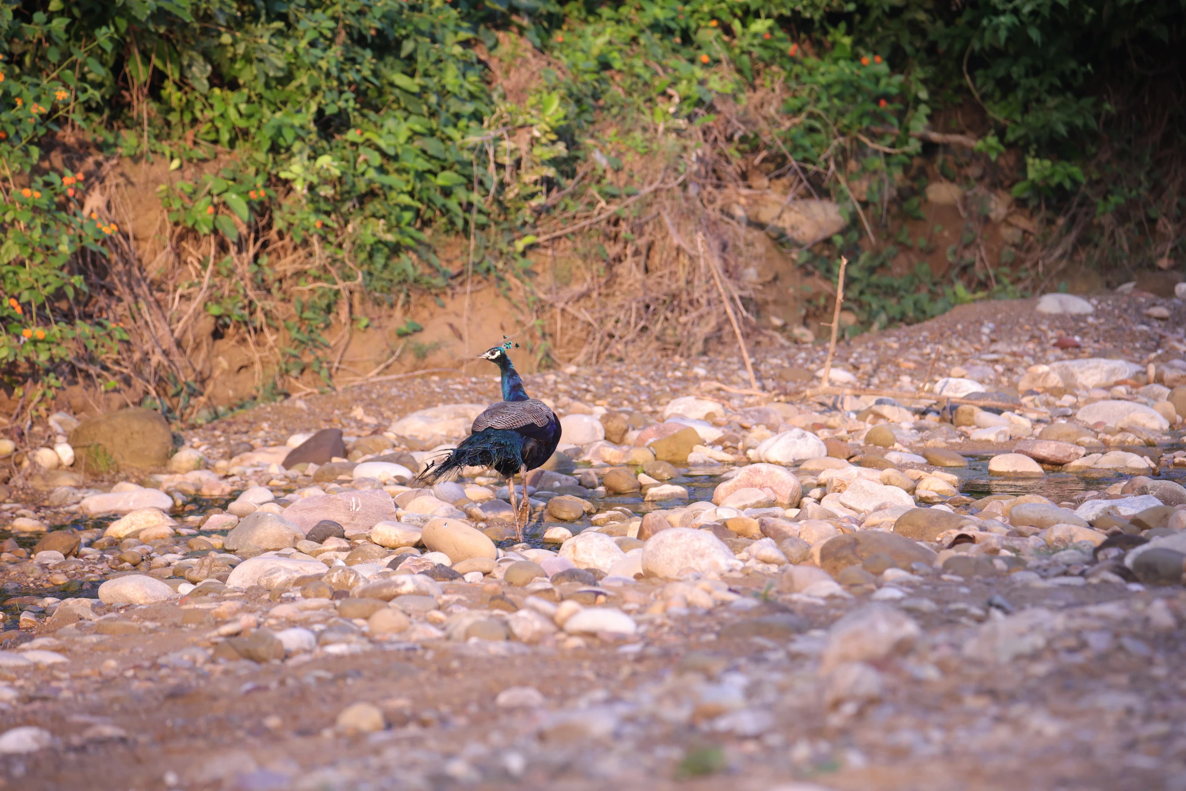 A male Peacock (Indian Peafowl) with dark blue and green plumage walking across a rocky riverbed at the edge of the jungle.