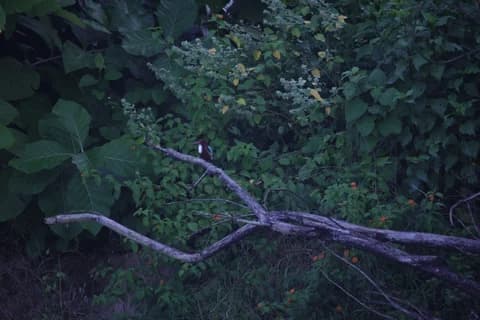 Tourist clicked a picture of a bird sitting on a tree branch