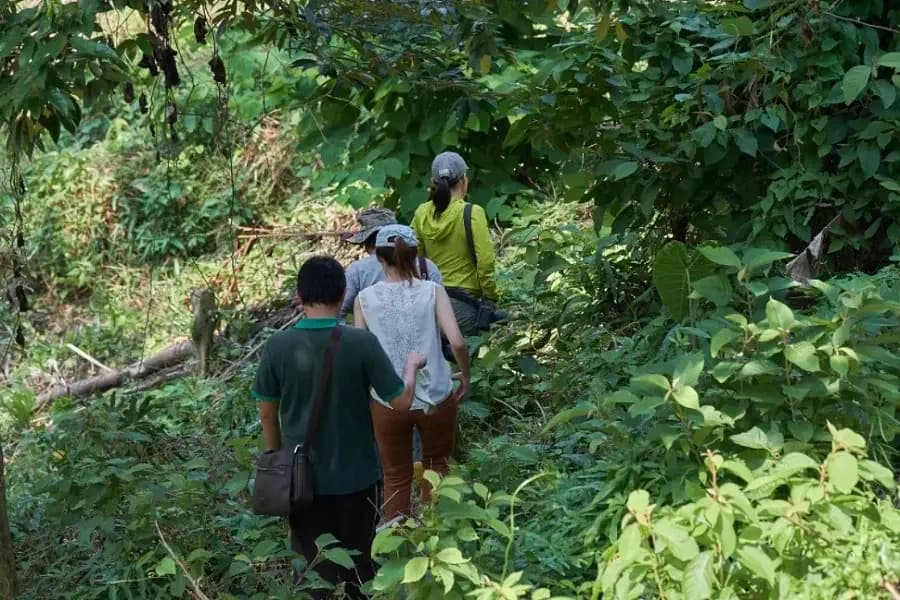 tourist going on Green walk in the forest
