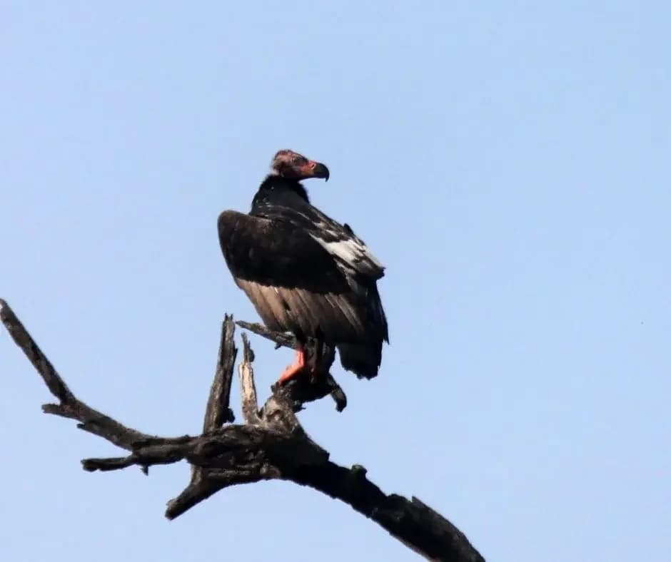 Vulture on the top of a branch
