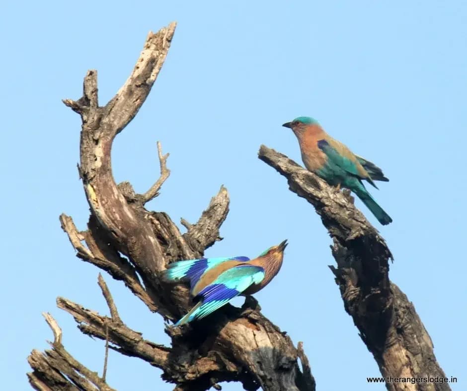 rare birds spotted in jim corbett park