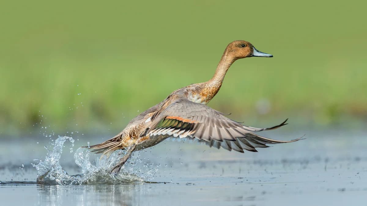 migratory bird in chilika park