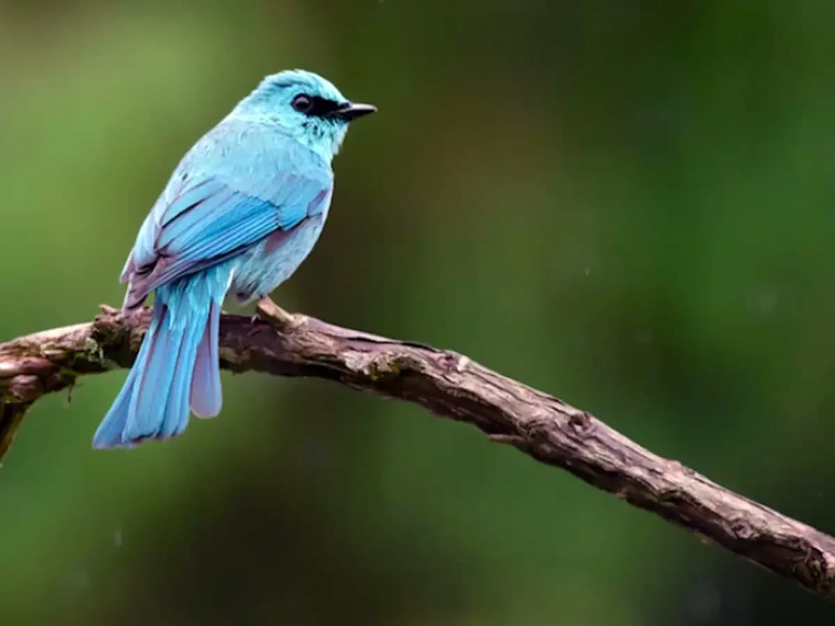 birdwatching in darjeeling